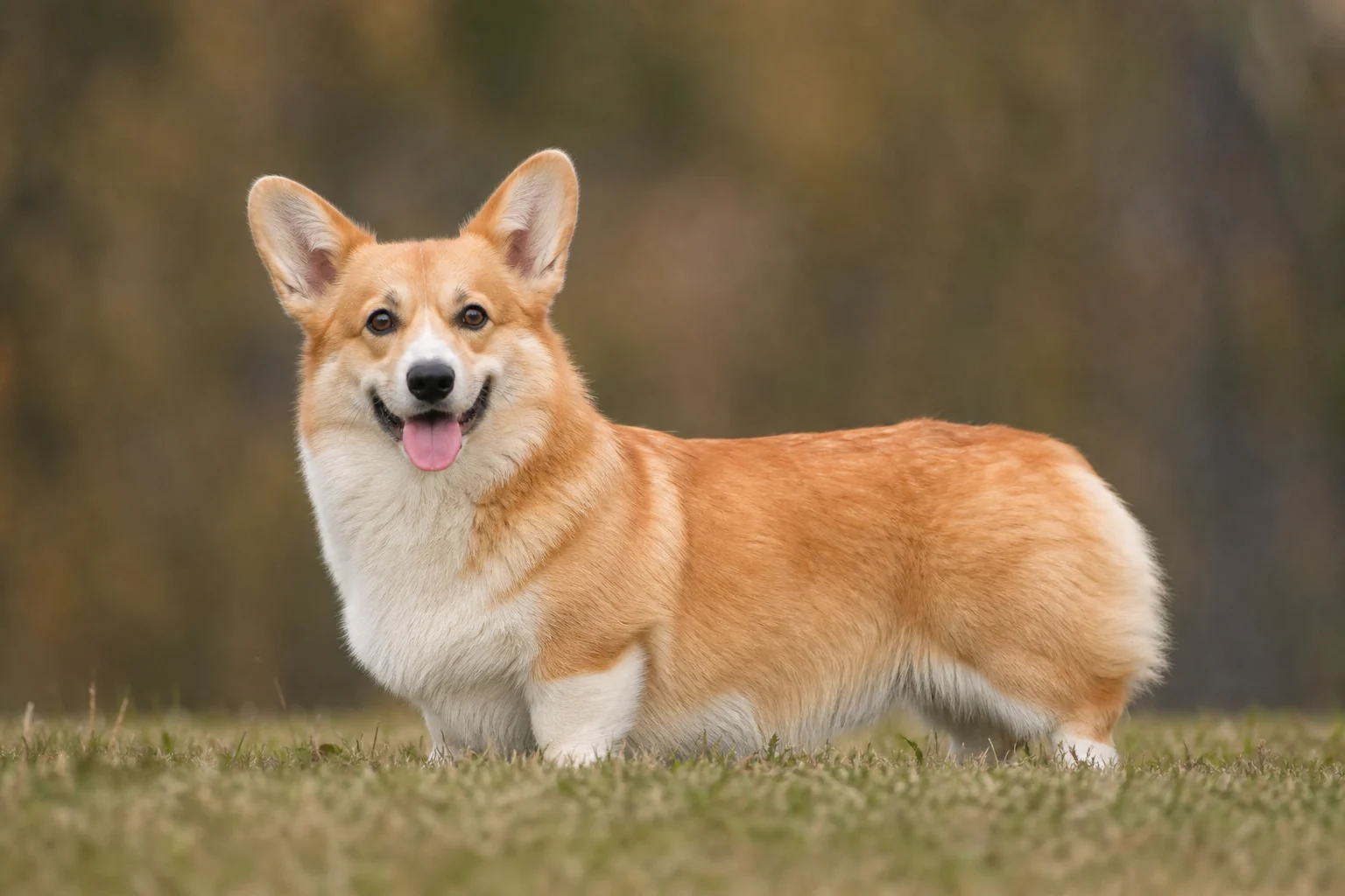 Welsh Corgi Pembroke
