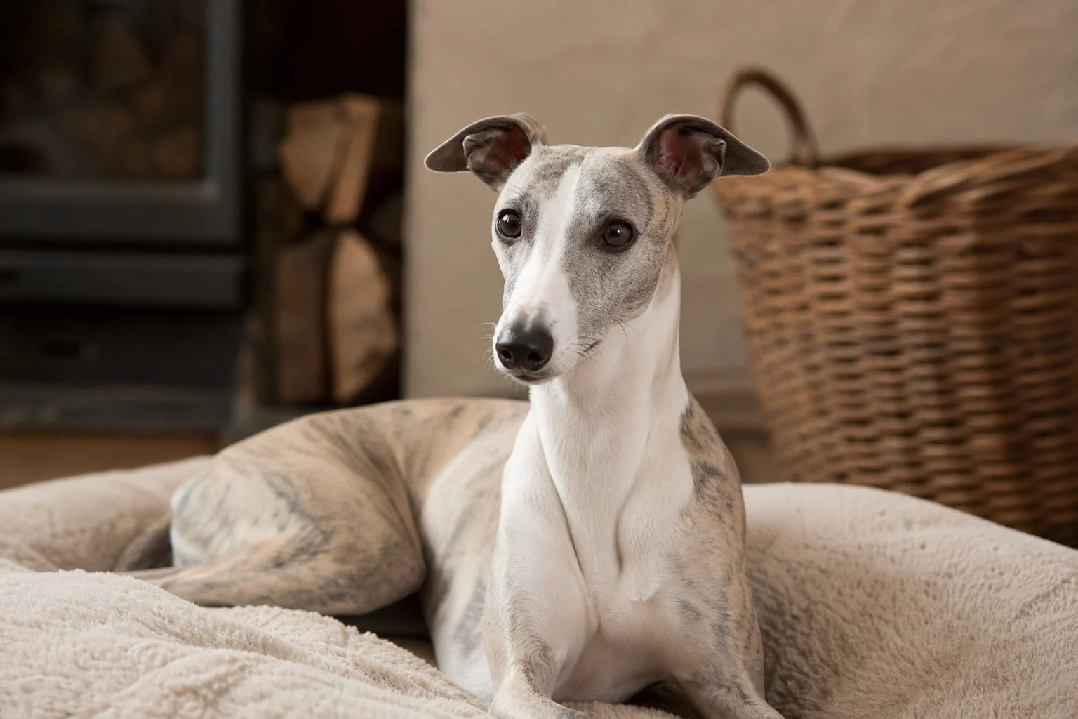 Whippet
