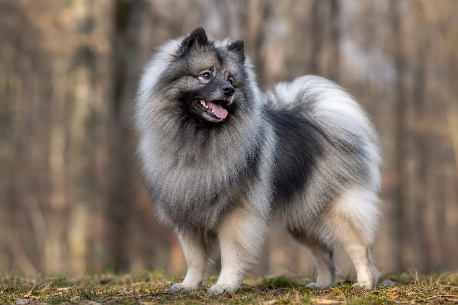 Wolfsspitz