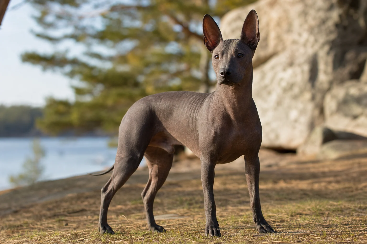 Xoloitzcuintle