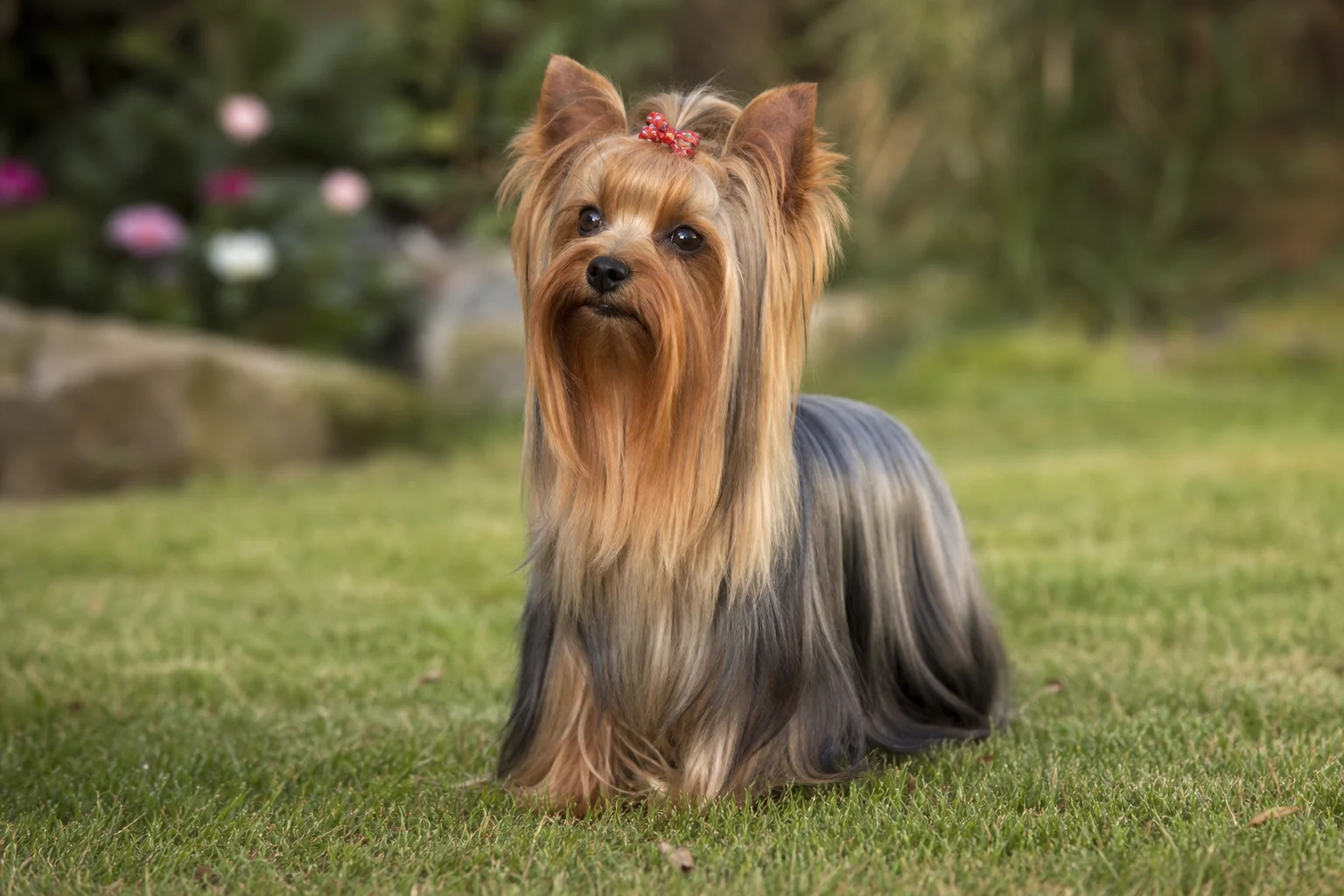 Yorkshire Terrier